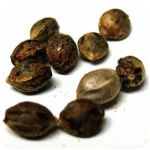 Семена марихуаны АК-47  (Seeds AK-47) в Алуште